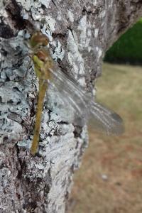 <i>Sympetrum striolatum</i>