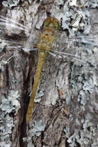 <i>Sympetrum striolatum</i>