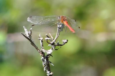 <i>Sympetrum sanguineum</i>