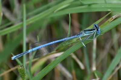 <i>Platycnemis pennipes</i>