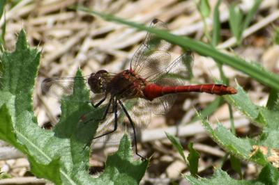 <i>Sympetrum sanguineum</i>