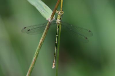 <i>Lestes virens</i>