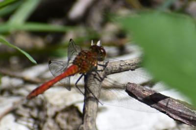 <i>Sympetrum sanguineum</i>