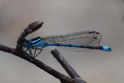 <i>Coenagrion puella</i>
