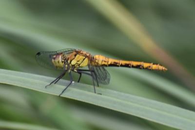 <i>Sympetrum sanguineum</i>