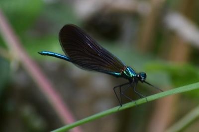 <i>Calopteryx virgo</i>