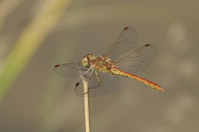 <i>Sympetrum meridionale</i>