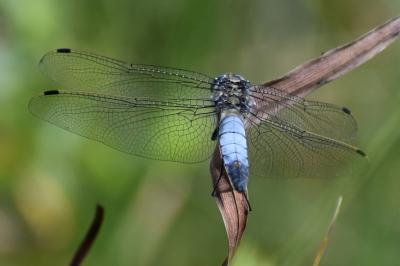 <i>Orthetrum cancellatum</i>