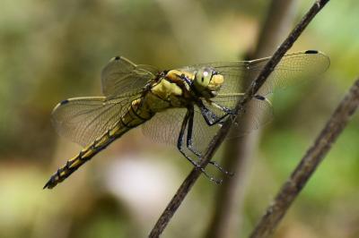 <i>Orthetrum cancellatum</i>
