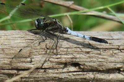 <i>Orthetrum albistylum</i>