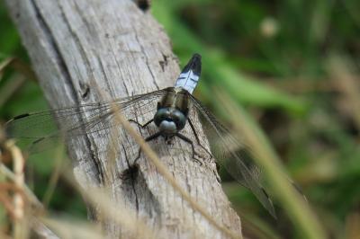 <i>Orthetrum cancellatum</i>