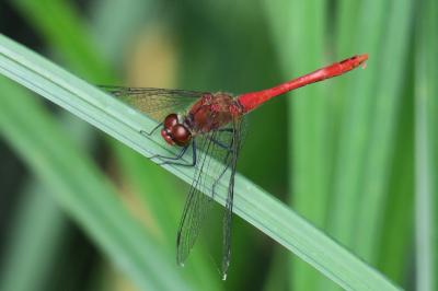 <i>Sympetrum sanguineum</i>