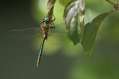 <i>Somatochlora metallica</i>