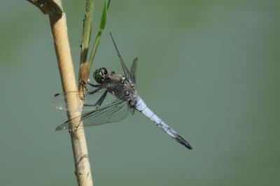 Orthetrum cancellatum