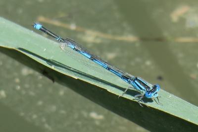 <i>Erythromma lindenii</i>