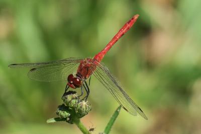 <i>Sympetrum sanguineum</i>