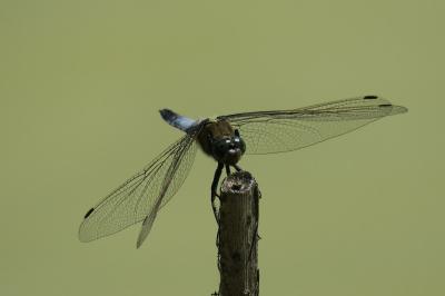 <i>Orthetrum cancellatum</i>