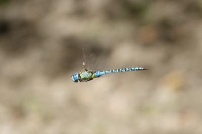 Aeshna affinis