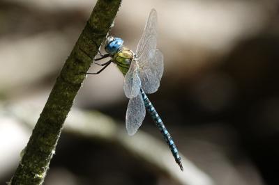 <i>Aeshna affinis</i>