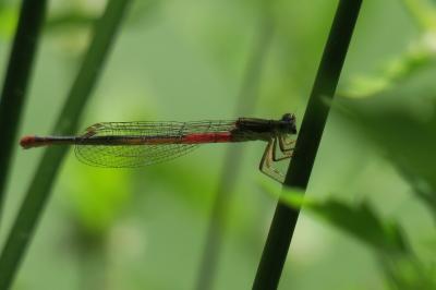 <i>Ceriagrion tenellum</i>