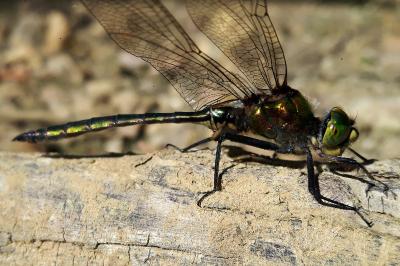 <i>Somatochlora metallica</i>