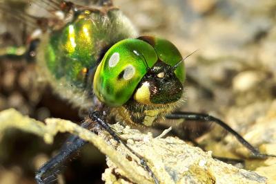 <i>Somatochlora metallica</i>