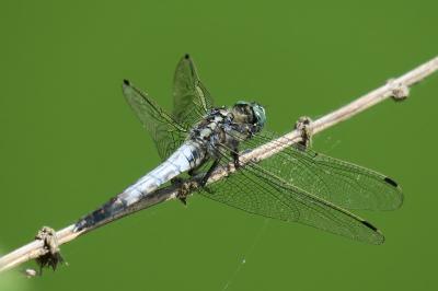 <i>Orthetrum albistylum</i>