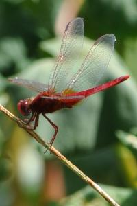 <i>Crocothemis erythraea</i>