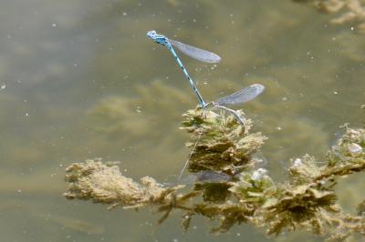 <i>Erythromma lindenii</i>