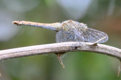 <i>Sympetrum sanguineum</i>