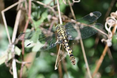 <i>Onychogomphus forcipatus</i>