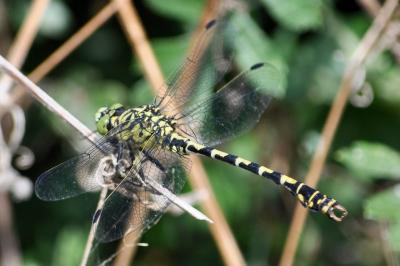 <i>Onychogomphus forcipatus</i>