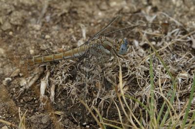 <i>Orthetrum brunneum</i>