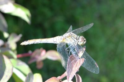 <i>Sympetrum sanguineum</i>