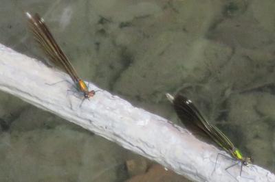 <i>Calopteryx virgo</i>