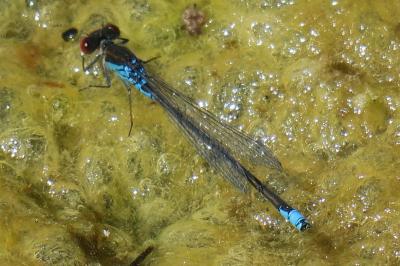 <i>Erythromma najas</i>