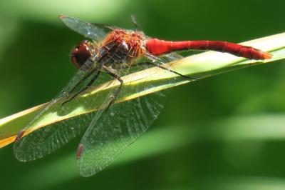 <i>Sympetrum sanguineum</i>