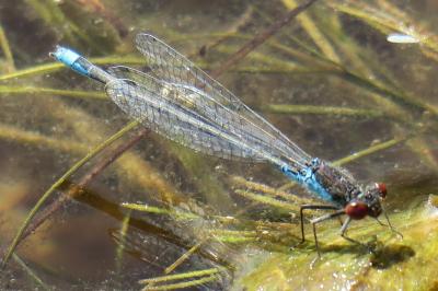 <i>Erythromma najas</i>