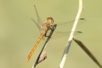 <i>Sympetrum sanguineum</i>
