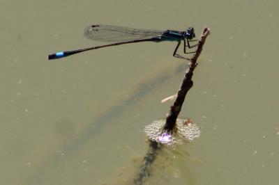 <i>Ischnura elegans</i>