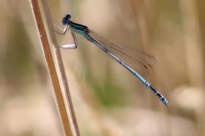 <i>Platycnemis pennipes</i>