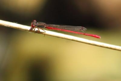 <i>Ceriagrion tenellum</i>