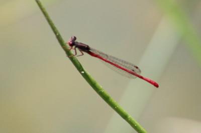 <i>Ceriagrion tenellum</i>