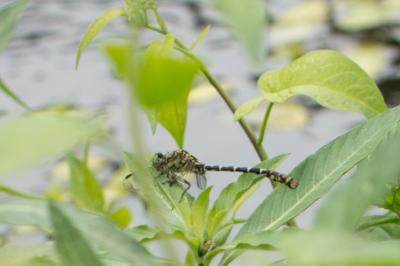 <i>Onychogomphus forcipatus</i>