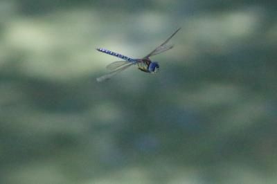 <i>Aeshna affinis</i>