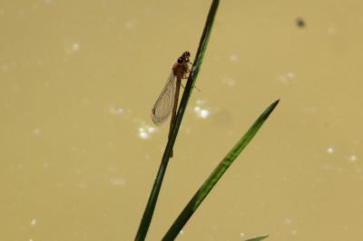 <i>Platycnemis pennipes</i>