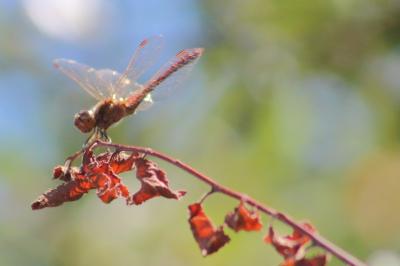 <i>Sympetrum sanguineum</i>