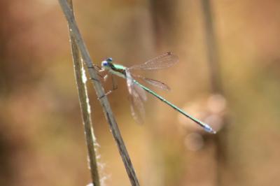 <i>Lestes virens</i>