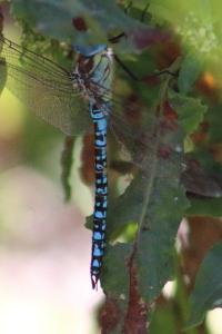 <i>Aeshna affinis</i>