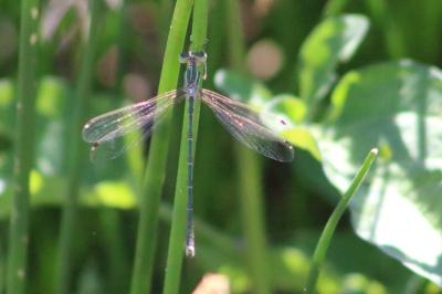 <i>Lestes barbarus</i>